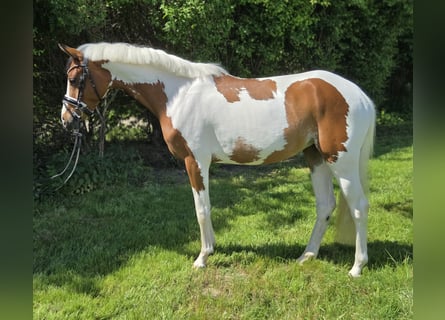 Poney de selle allemand, Jument, 4 Ans, 146 cm, Pinto