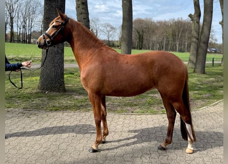 Poney de selle allemand, Jument, 4 Ans, 147 cm, Alezan