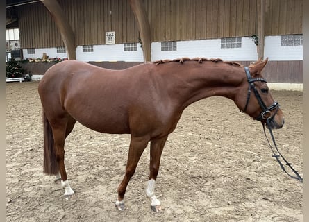 Poney de selle allemand, Jument, 4 Ans, 147 cm, Alezan