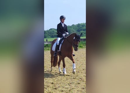 Poney de selle allemand, Jument, 4 Ans, 147 cm, Alezan