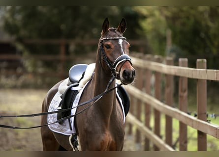 Poney de selle allemand, Jument, 4 Ans, 147 cm, Bai