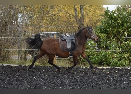 Poney de selle allemand, Jument, 4 Ans, 148 cm, Bai