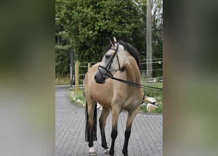 Poney de selle allemand, Jument, 4 Ans, 148 cm, Isabelle