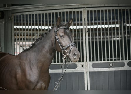 Poney de selle allemand, Jument, 4 Ans, 152 cm, Noir