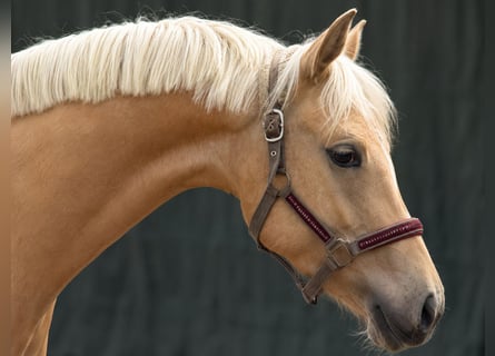 Poney de selle allemand, Jument, 4 Ans, 153 cm, Palomino