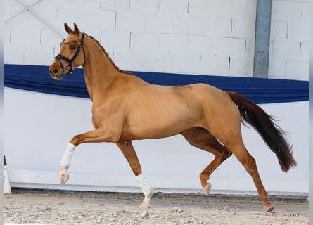 Poney de selle allemand, Jument, 4 Ans, 155 cm, Alezan