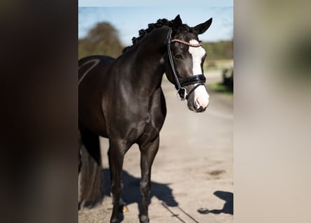Poney de selle allemand, Jument, 4 Ans, Noir