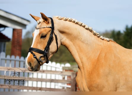 Poney de selle allemand, Jument, 5 Ans, 131 cm, Palomino