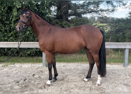 Poney de selle allemand, Jument, 5 Ans, 143 cm, Bai