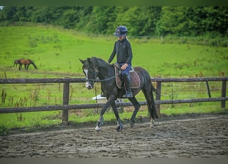 Poney de selle allemand, Jument, 5 Ans, 144 cm, Noir