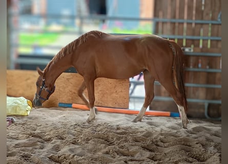 Poney de selle allemand, Jument, 5 Ans, 145 cm, Alezan
