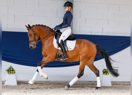 Poney de selle allemand, Jument, 5 Ans, 146 cm, Bai
