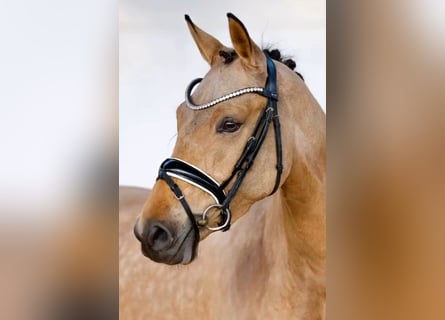Poney de selle allemand, Jument, 5 Ans, 146 cm, Buckskin