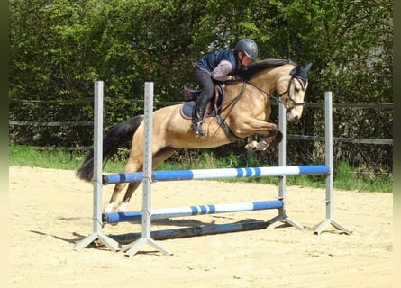 Poney de selle allemand, Jument, 5 Ans, 146 cm, Isabelle