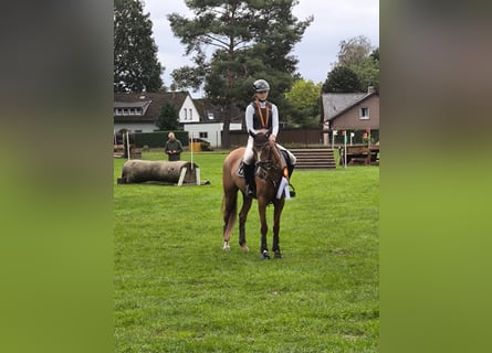 Poney de selle allemand, Jument, 5 Ans, 147 cm, Alezan