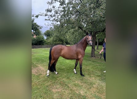 Poney de selle allemand, Jument, 5 Ans, 147 cm, Bai brun