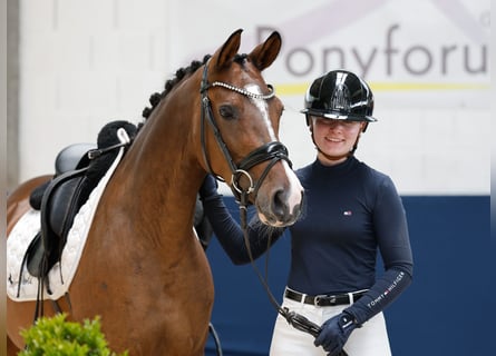 Poney de selle allemand, Jument, 5 Ans, 147 cm, Bai