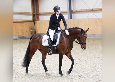 Poney de selle allemand, Jument, 5 Ans, 147 cm, Bai