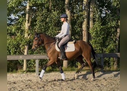 Poney de selle allemand, Jument, 5 Ans, 148 cm, Bai