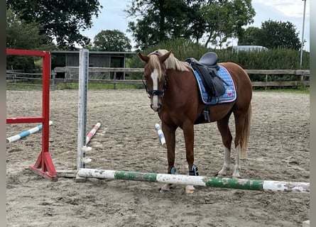 Poney de selle allemand, Jument, 5 Ans, 153 cm, Alezan