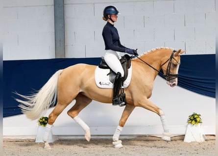 Poney de selle allemand, Jument, 5 Ans, Palomino