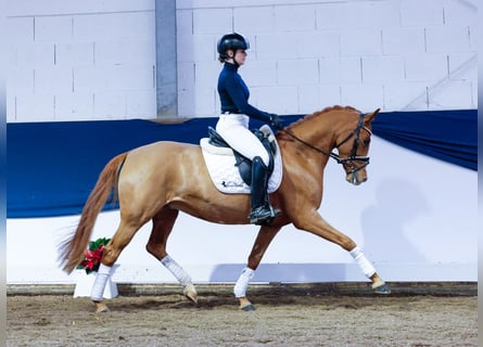 Poney de selle allemand, Jument, 6 Ans, 144 cm, Alezan