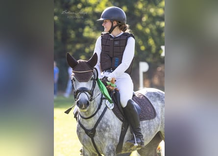 Poney de selle allemand, Jument, 6 Ans, 147 cm, Gris