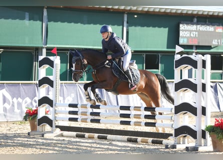 Poney de selle allemand, Jument, 6 Ans, 148 cm, Bai