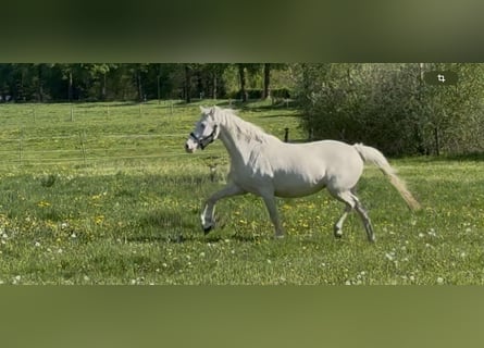 Poney de selle allemand, Jument, 6 Ans, 148 cm, Cremello