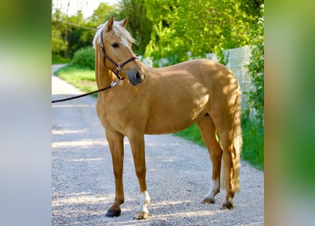 Poney de selle allemand, Jument, 6 Ans, 148 cm, Palomino