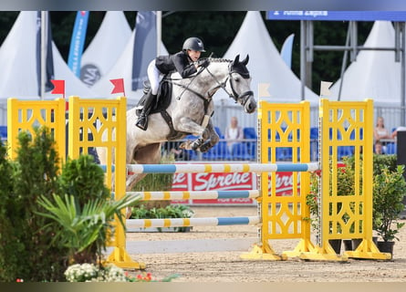 Poney de selle allemand, Jument, 6 Ans, 149 cm, Gris pommelé