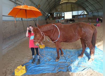 Poney de selle allemand Croisé, Jument, 6 Ans, 150 cm, Alezan
