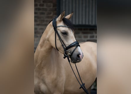 Poney de selle allemand, Jument, 6 Ans, 154 cm, Isabelle