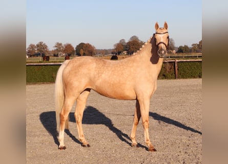 Poney de selle allemand, Jument, 6 Ans, 155 cm, Palomino