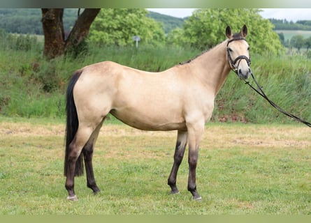 Poney de selle allemand, Jument, 7 Ans, 143 cm, Isabelle