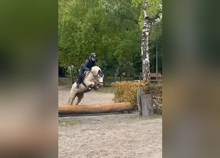 Poney de selle allemand, Jument, 7 Ans, 144 cm, Palomino