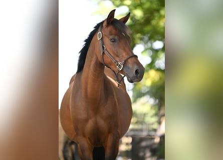 Poney de selle allemand, Jument, 7 Ans, 146 cm, Bai brun