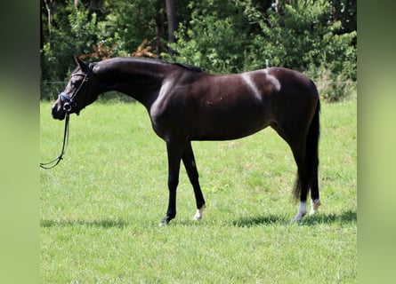 Poney de selle allemand, Jument, 7 Ans, 148 cm, Bai brun
