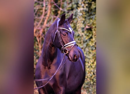 Poney de selle allemand, Jument, 7 Ans, 150 cm, Noir