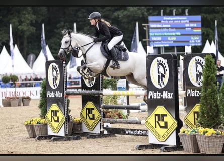 Poney de selle allemand, Jument, 8 Ans, 143 cm, Gris Poney de selle allemand, Jument, 8 Ans, 143 cm, Gris