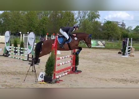 Poney de selle allemand, Jument, 8 Ans, 145 cm, Bai