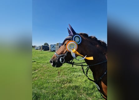 Poney de selle allemand, Jument, 9 Ans, 144 cm, Alezan brûlé