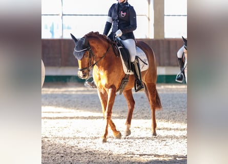 Poney de selle allemand, Jument, 9 Ans, 144 cm, Alezan brûlé