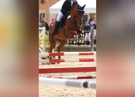 Poney de selle allemand, Jument, 9 Ans, 144 cm, Alezan brûlé