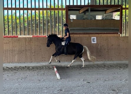 Poney de selle allemand, Jument, 9 Ans, 144 cm, Pinto