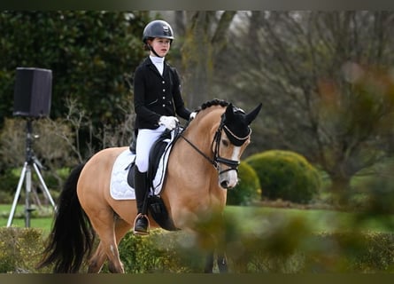 Poney de selle allemand, Jument, 9 Ans, 145 cm, Isabelle