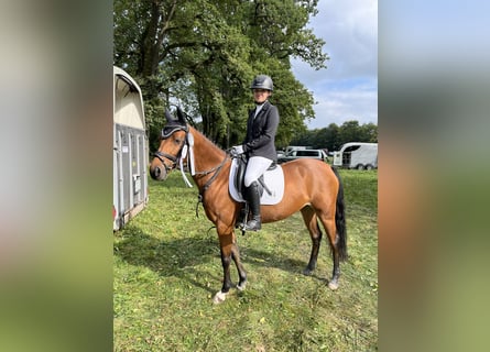 Poney de selle allemand, Jument, 9 Ans, 146 cm, Bai