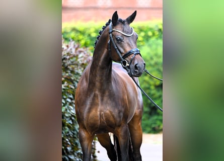 Poney de selle allemand, Jument, 9 Ans, 147 cm, Bai brun