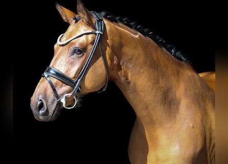 Poney de selle allemand, Jument, 9 Ans, 147 cm, Bai