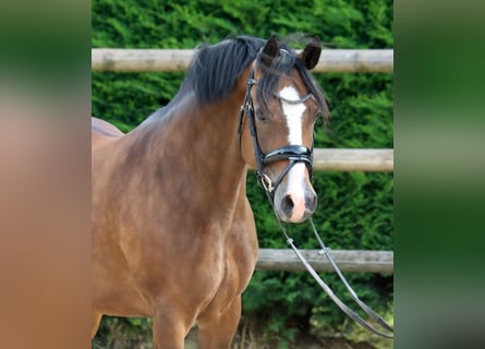 Poney de selle allemand, Jument, 9 Ans, 147 cm, Bai